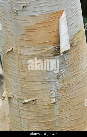 Gros plan pg crème écorce d'hiver de Betula utilis Snow Queen, également connu sous le nom de bouleau de l'Himalaya 'Doorenbos' jardin britannique janvier Banque D'Images