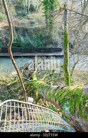 Un arbre tombé couvert de mousse se trouve de l'autre côté d'une rivière, avec une passerelle en bois et des bancs visibles sur la rive. Banque D'Images