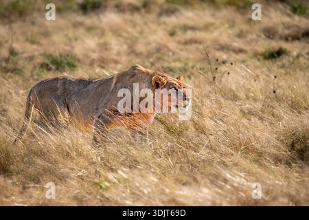 Jeune lion africain mâle (Panthera leo) marchant à travers les hautes herbes dans le parc national d'Etosha, Namibie. Banque D'Images