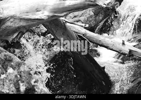 Un ruisseau forestier se précipite à travers des bûches tombées enchevêtrées et des rochers humides dans le parc national du Mont Rainier, capturant de l'eau dynamique, des textures accidentées et du Paci brut Banque D'Images
