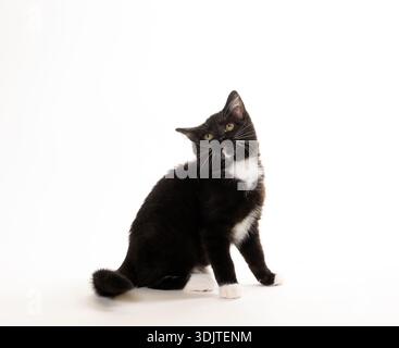 Chaton noir et blanc mignon de trois mois isolé sur fond blanc Banque D'Images