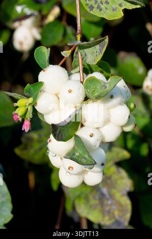 Snowberry (symphoricarpos rivularis), gros plan montrant un groupe de baies blanches familières ou de fruits qui donnent à l'arbuste commun son nom. Banque D'Images