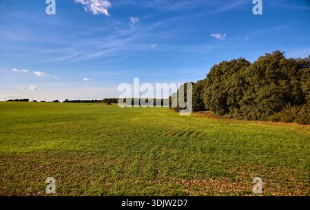 Champ d'avoine de céréales vertes et éoliennes à l'horizon, forêt de chênes verts, ciel bleu avec nuages à Enguidanos, Cuenca, Castille-la Manche, Espagne Banque D'Images