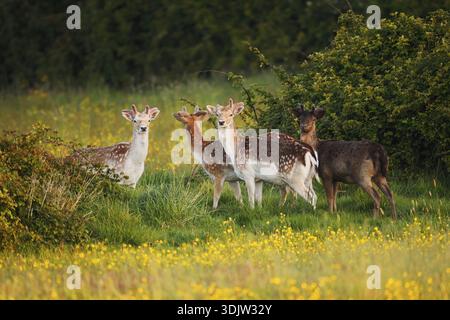 Cerf en jachère (Dama dama), cerf en jachère avec bois de velours sur une prairie de fleurs au printemps, Zélande, pays-Bas Banque D'Images