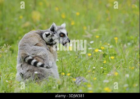 Catta (Lemur catta), femelle avec jeune, captive, survenant à Madagascar Banque D'Images