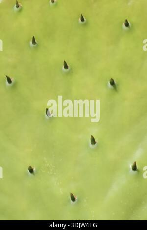 Opuntia (Opuntia robusta), feuille avec épines, détail, occurrence au Mexique Banque D'Images