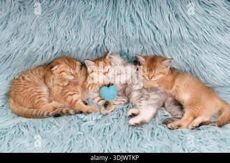 Un groupe de quatre adorables chatons gingembre et gris sieste dans une rangée sur une couverture moelleuse bleue douce. Un chaton porte une minuscule tiare bleue, et ils sont câlins Banque D'Images
