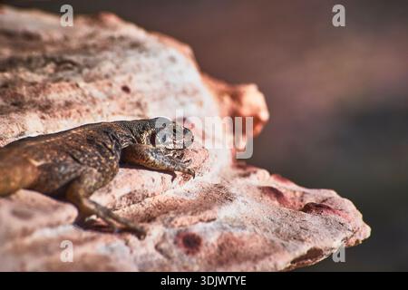 Lézard reposant sur le rocher rouge Calico ensoleillé dans un environnement désertique Banque D'Images