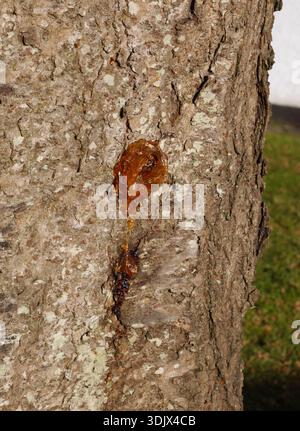 Résine ou gomme de couleur ambre suintant de l'écorce d'un arbre dans un procédé connu sous le nom de gummosis. Banque D'Images