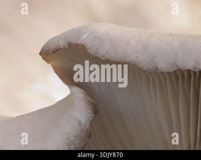 Gros plan d'une casquette d'un champignon huître ou Pleurotus ostreatus qui s'enroule sur ses branchies. Photographié avec une faible profondeur de champ dans les Woodlands Banque D'Images