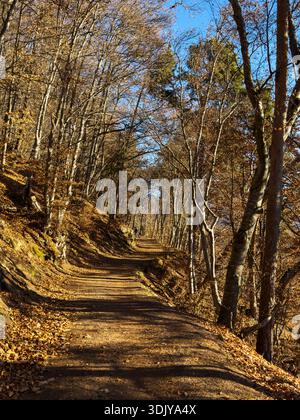 Des arbres d'automne bordent un sentier iin Klobenstein (Collalbo) niché dans les montagnes Domomite - Tyrol du Sud, Italie Banque D'Images