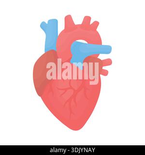 Illustration vectorielle du cœur humain isolé sur un fond blanc. Organe médical dans un style de dessin animé, adapté aux soins de santé, à l'anatomie, à l'éducation Illustration de Vecteur