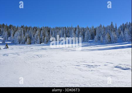 Sapins enneigés bordant une vaste étendue de neige fraîche sous un ciel d'hiver bleu vif. Banque D'Images