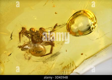 L'ambre baltique en araignée préhistorique Banque D'Images