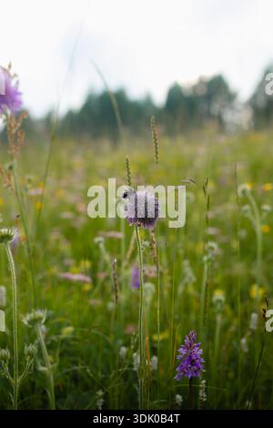 Macro détail d'un bourdon (Bombus) sur une fleur de trèfle (Trifolium) dans une prairie alpine. Banque D'Images