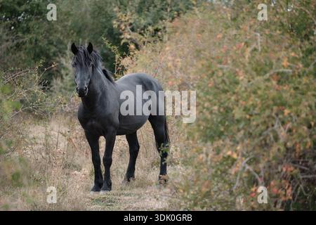 Cheval sauvage noir debout dans la végétation de montagne naturelle dans la région de Pollino dans le sud de l'Italie, en plein air sans personne. Faune et nature concept de liberté et de nature. Banque D'Images
