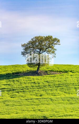Arbre solitaire sur une colline dans un champ Banque D'Images