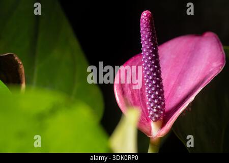 Gros plan extrême d'une fleur de laceleaf violette d'Anthurium. Texture détaillée du spadix sur fond sombre et doux et feuillage vert. Banque D'Images