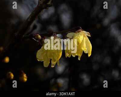 Un gros plan des fleurs jaune pâle de Chimonanthus praecox) sur fond sombre Banque D'Images