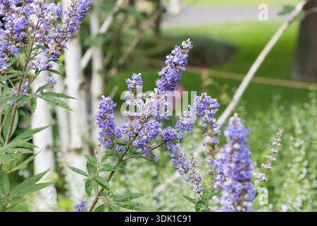 Mönchspfeffer (Vitex agnus-castus F. latifolia) Banque D'Images