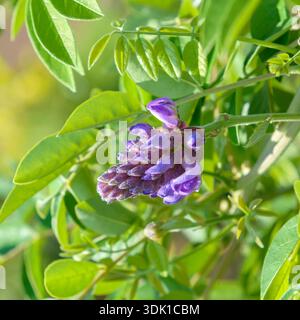 Amerikanischer (Blauregen Wisteria frutescens 'Longwood Purple') Banque D'Images