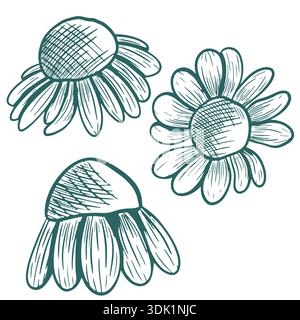 Illustration vectorielle d'une camomille. Dessin au trait dessiné à la main en sarcelle transformatrice. Le design est inspiré des gravures à base de plantes. Croquis botanique de chamo Illustration de Vecteur