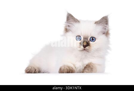 Adorable jeune chaton chat, couché face à l'avant. Regardant droit vers la caméra. Isolé sur fond blanc. Banque D'Images