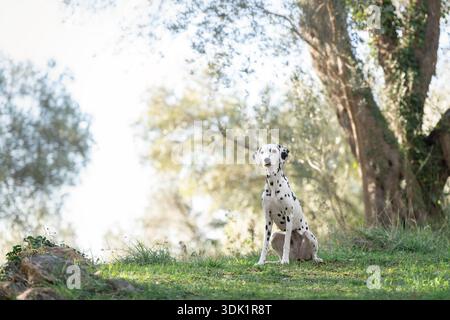 Chien dalmatien assis calmement sur l'herbe dans le défrichement forestier. Banque D'Images