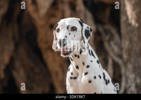 Portrait rapproché de chien dalmatien dans la forêt avec fond flou. Banque D'Images