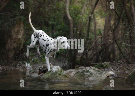 Chien dalmatien marchant soigneusement à travers l'eau peu profonde dans la crique forestière. Banque D'Images
