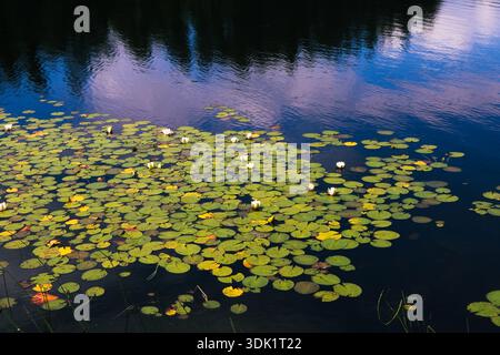 Nénuphars flottant sur un étang calme avec des reflets d'arbres et de ciel sur la surface de l'eau Banque D'Images