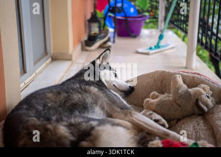 Profil latéral d'un beau chien Husky sibérien reposant sur un coussin beige sur un balcon carrelé avec des articles ménagers en arrière-plan Banque D'Images