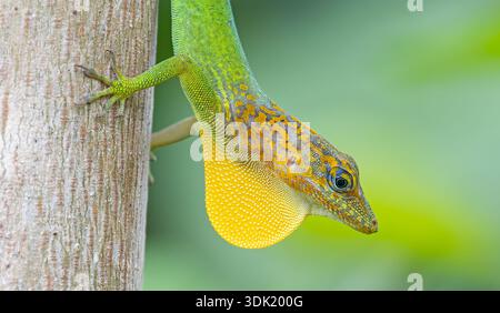 Vue rapprochée d'un mâle Guadeloupe Anole (Anolis marmoratus) avec une longue givre de rosée au Parc National de la Guadeloupe - île caribéenne Guadeloupe Banque D'Images