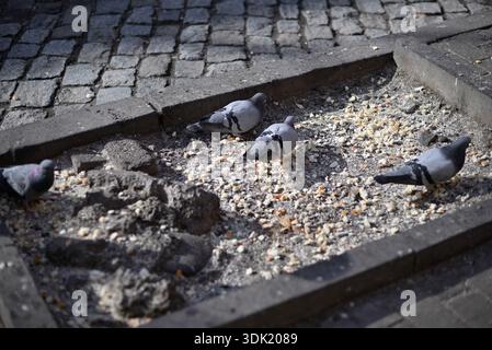 Pigeons picotant à la nourriture dispersée dans un planteur en bordure de trottoir sur une rue pavée, faune urbaine à la lumière du soleil avec ombre et texture de chaussée granuleuse. Banque D'Images