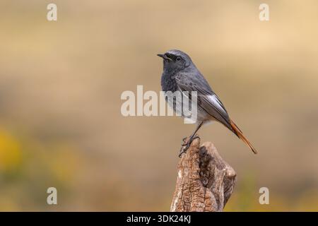 Rouge noir ; Phoenicurus ochruros ; homme ; Espagne Banque D'Images
