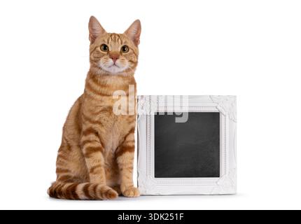 Beau jeune chat européen Shorthair de race pure, assis à côté avec un cadre photo rempli de balckboard. Je regarde directement la caméra. Isolé sur fond blanc. Banque D'Images