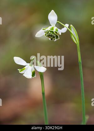 Fleurs d'hiver doubles de la goutte de neige hybride élevée Greatorex, Galanthus G75 Banque D'Images