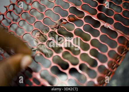 Une personne tient un transporteur rouge pour animal de compagnie avec un rat à l'intérieur. Le rat regarde à travers les trous dans le transporteur. Banque D'Images