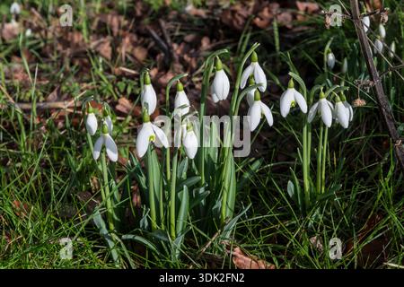 Gouttes de neige sauvages, Galanthus nivalis, poussant dans un bois de Norfolk en janvier. Banque D'Images