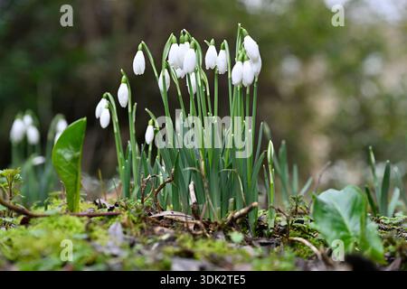 Gouttes de neige à floraison hivernale, galanthus nivalis poussant naturalisé dans les bois britanniques avec des feuilles d'arum janvier Banque D'Images
