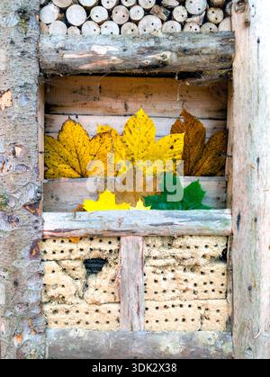 Feuilles d'automne disposées côte à côte dans une forêt du nord de l'Allemagne Banque D'Images