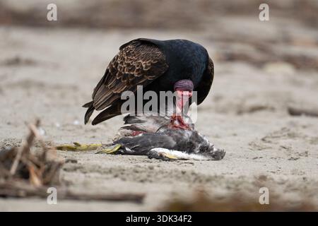 Vautours de dinde (Cathartes aura) mangeant une charcuterie, le corps d'un héron mort sur Avila Beach, Californie, États-Unis Banque D'Images