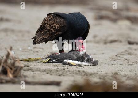 Vautours de dinde (Cathartes aura) mangeant une charcuterie, le corps d'un héron mort sur Avila Beach, Californie, États-Unis Banque D'Images