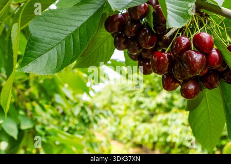 Des cerises luxuriantes et mûres pendent d'une branche dans un verger vibrant. Le cadre ensoleillé met en valeur la riche couleur rouge des cerises contre le vert Banque D'Images