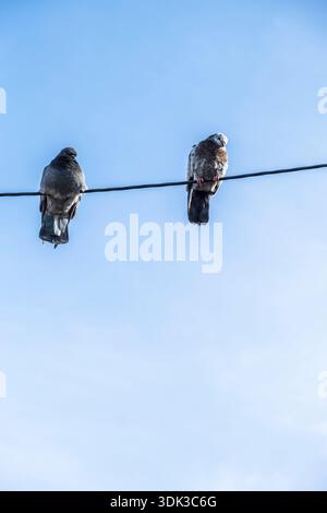 Deux pigeons communs se tiennent debout sur un fil électrique noir, leurs corps se silhouant contre un ciel bleu clair et lumineux, montrant un moment de perchoir de la faune urbaine Banque D'Images
