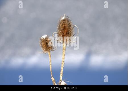 Teasel sauvage (Dipsacus fullonum) en hiver, Bavière, Allemagne Banque D'Images
