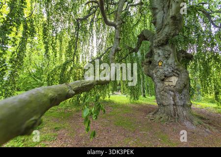 Vieux hêtre, hêtre cuivré (Fagus sylvatica), vieux arbres dans le parc du château de Helfenberg, Dresde, Saxe, Allemagne Banque D'Images
