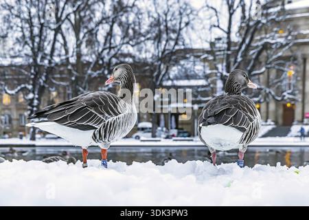 Hiver à Stuttgart. Il a neigé toute la nuit et la ville est blanche et hivernale tôt le matin. Des oies du Nil devant l'opéra. Stuttgart, Baden-W. Banque D'Images