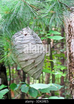 Nid de guêpes suspendu à des branches parmi les aiguilles de pin dans la forêt avec des guêpes à la surface Banque D'Images