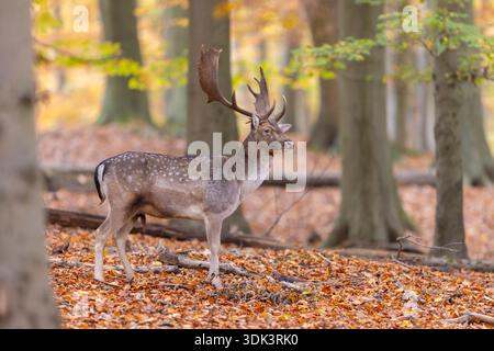 Cerf en jachère, Cervus dama, cerf en jachère avec lésion oculaire dans la forêt, automne, Schleswig-Holstein, Allemagne Banque D'Images